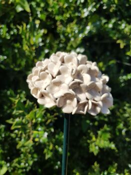 Hydrangea Flower Head In Natural Beige.