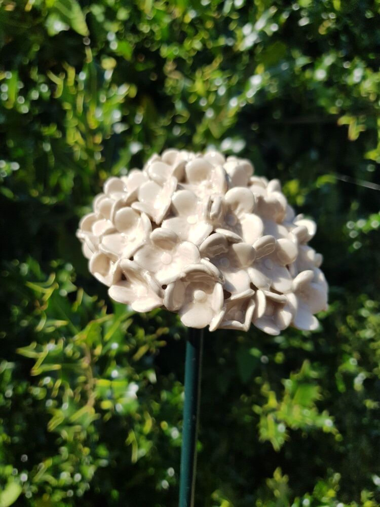 Hydrangea Flower Head In Natural Beige.