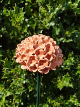 Hydrangea Flower Head in Salmon Pink.