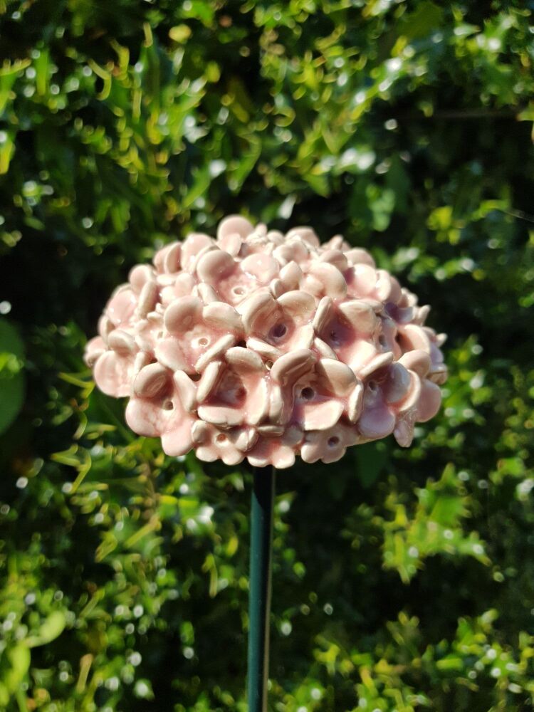 Hydrangea Flower Head in Pale Pink.