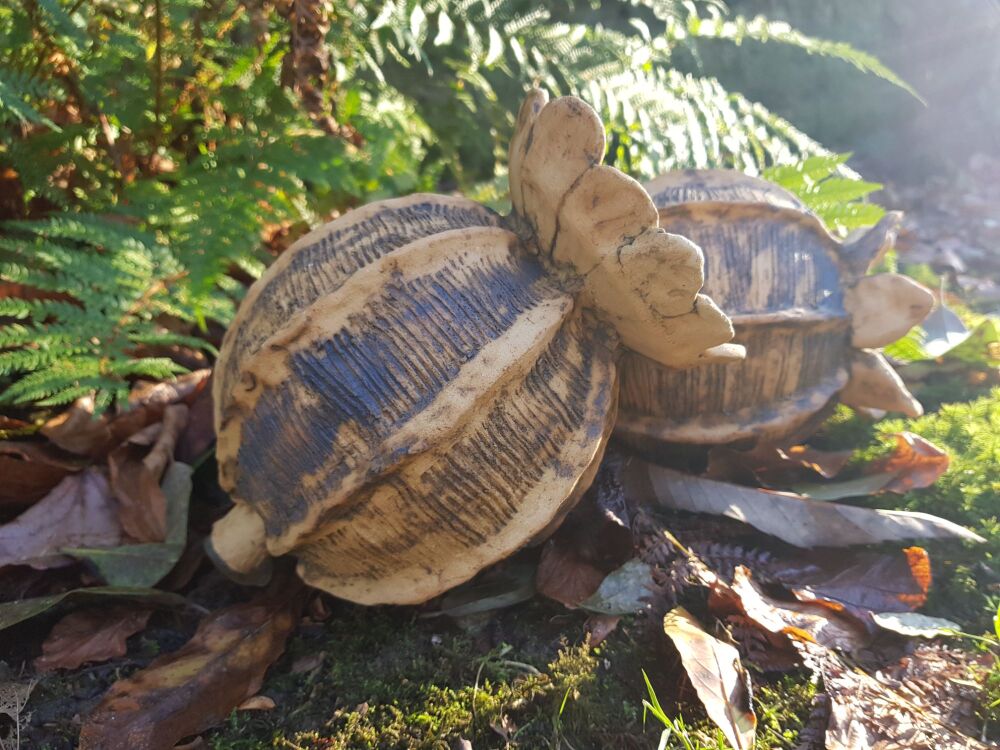 Saturday 24th January 2026, 10am - 1pm, Hand building Poppy Seed Heads work