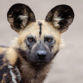 Saturday 17th January 2026.  Painting an African Wild Dog