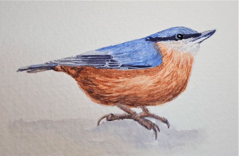 Saturday 4th April 2026,  Nuthatch on tree bark.