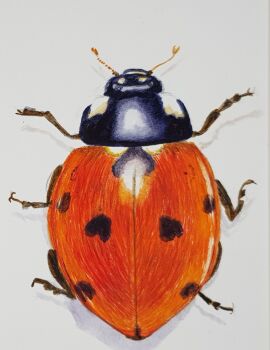 Saturday 9th May 2026, Painting a Ladybird and Beetles.