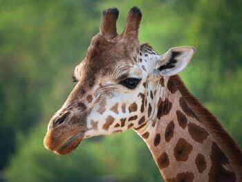 Saturday 15th August 2026, Painting a Giraffe.