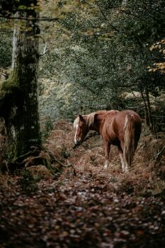 Saturday 19th September 2026, Painting a New Forest Pony.