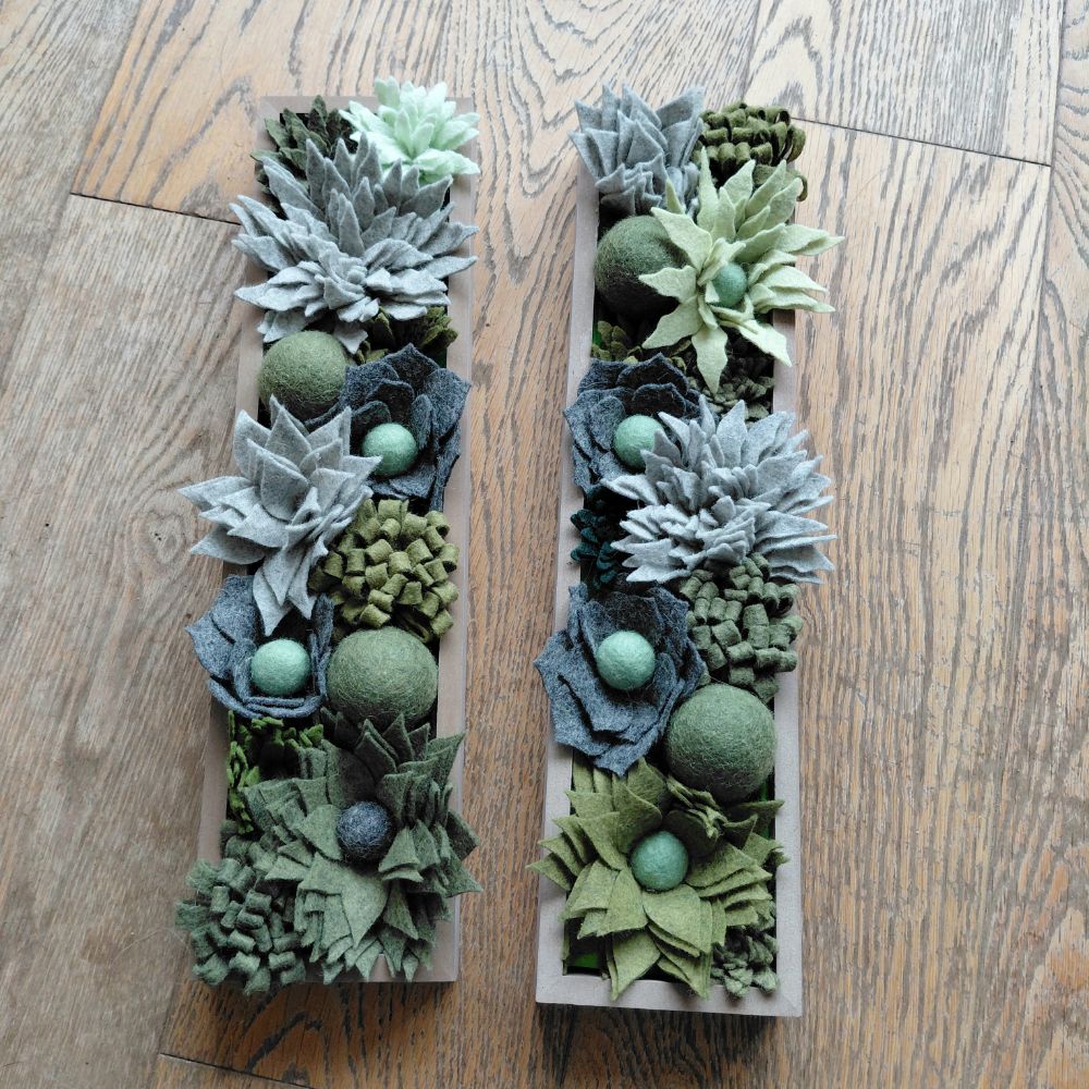 Succulent Collection