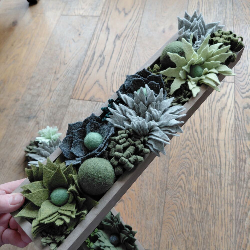 Succulent Trays