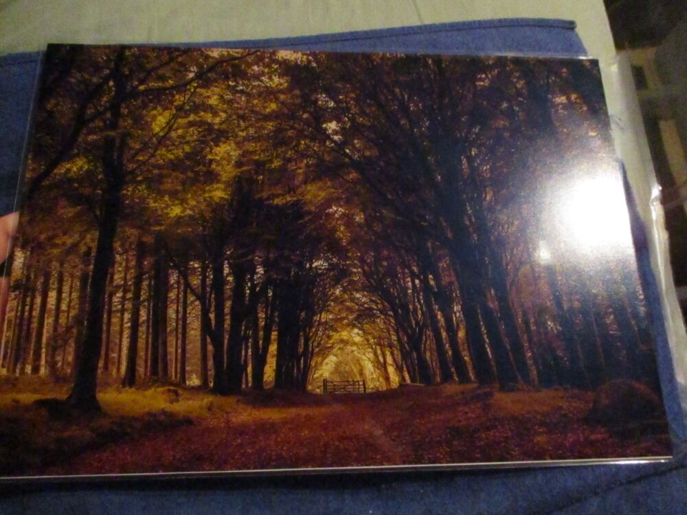 Autumn Colours (Bellever Forest) - Professional Print - A3 Size. By Goblin Dreams