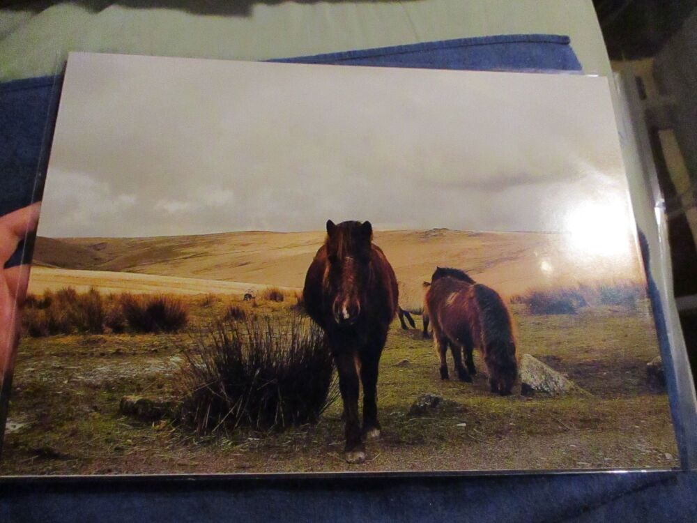 Ponies at Merrivale (Dartmoor) - Professional Print - A3 Size. By Goblin Dreams