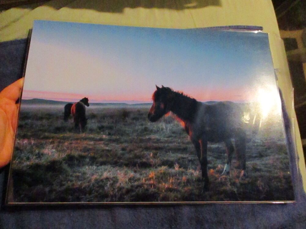 Ponies at Sunrise (Dartmoor) - Professional Print - A3 Size. By Goblin Dreams