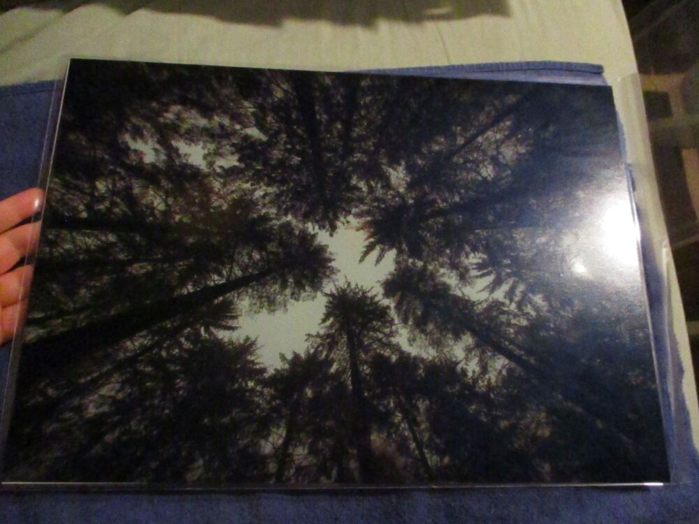Looking up at the trees (Canopy, Dartmoor) - Professional Print - A3 Size. By Goblin Dreams