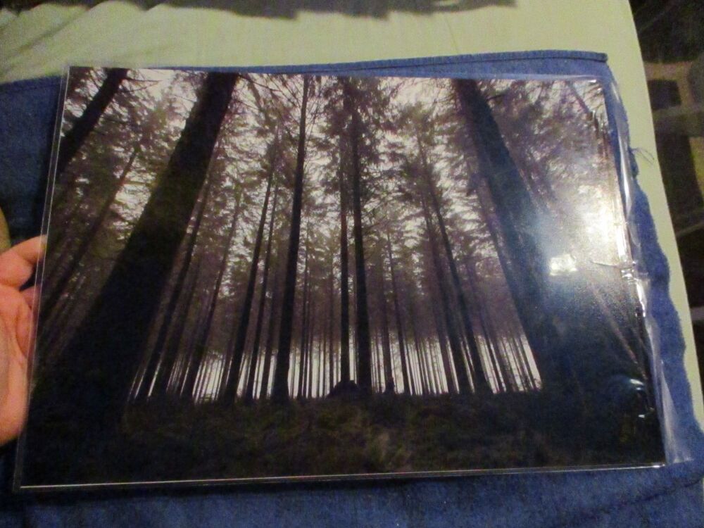 Eerie Trees (Bellever Forest, Dartmoor) - Professional Print - A3 Size. By Goblin Dreams