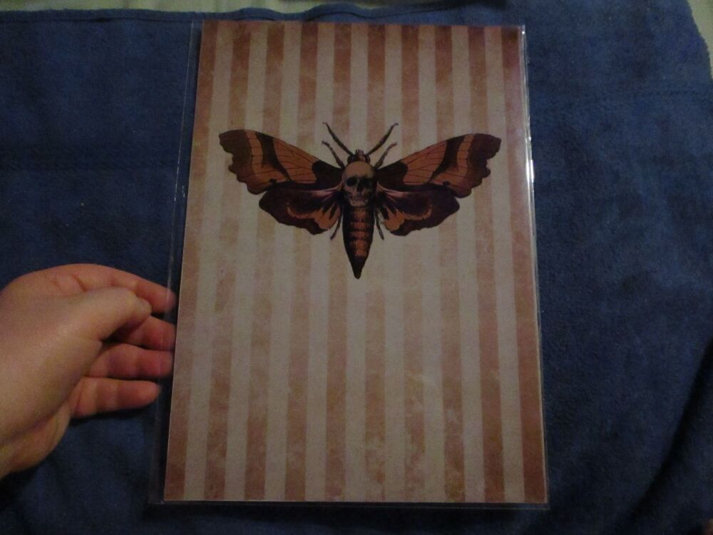 Death's Head Moth -  Professional Print - A4 Size. By Goblin Dreams