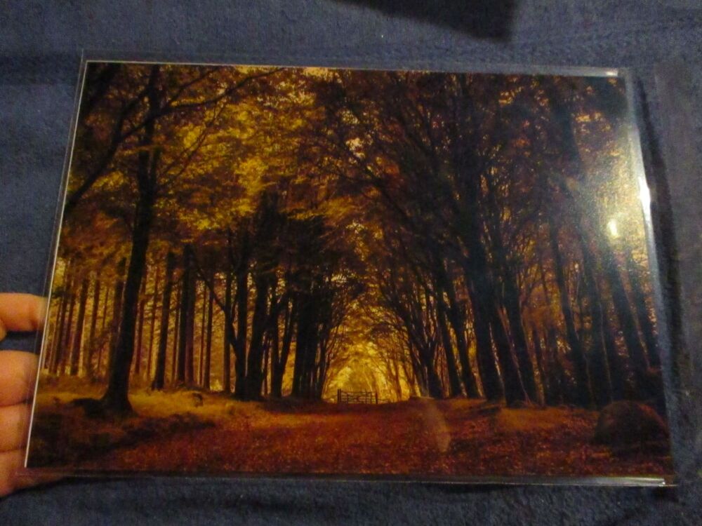 Autumn Colours (Bellever Forest) - Professional Print - A4 Size. By Goblin Dreams