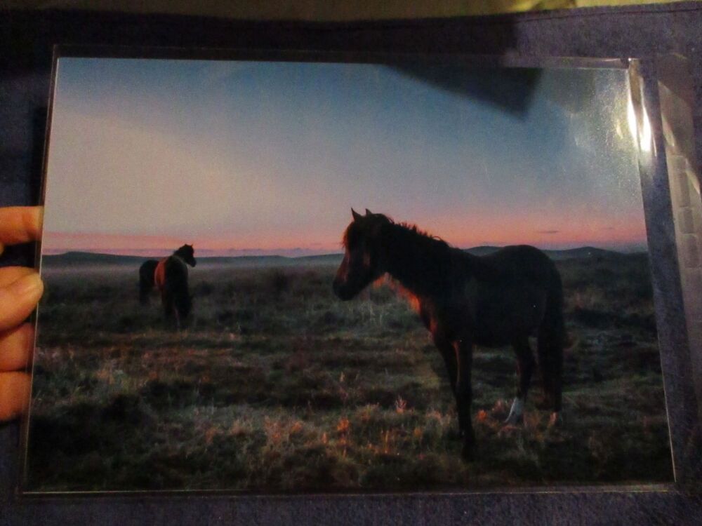 Ponies at Sunrise (Dartmoor) - Professional Print - A4 Size. By Goblin Dreams