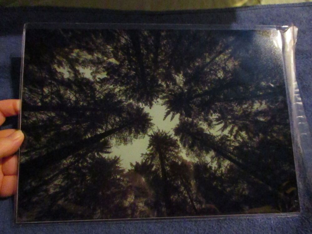 Looking up at the trees (Canopy, Dartmoor) - Professional Print - A4 Size. By Goblin Dreams