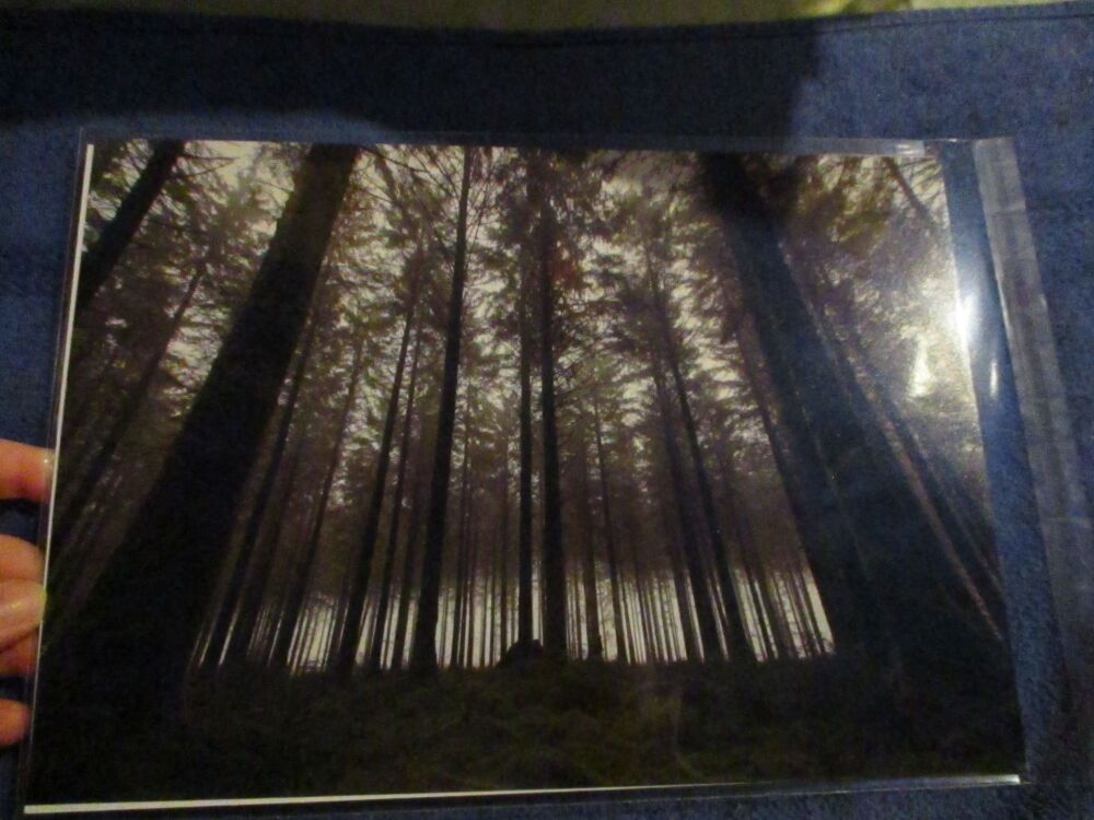Eerie Trees (Bellever Forest, Dartmoor) - Professional Print - A4 Size. By Goblin Dreams