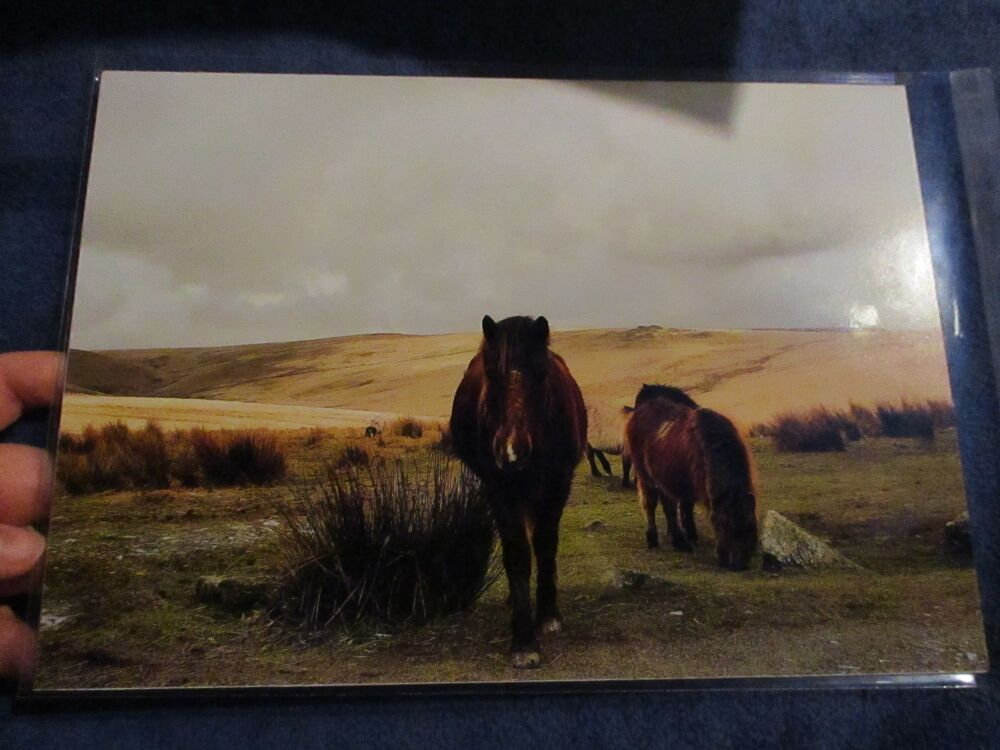 Ponies at Merrivale (Dartmoor) - Professional Print - A4 Size. By Goblin Dreams