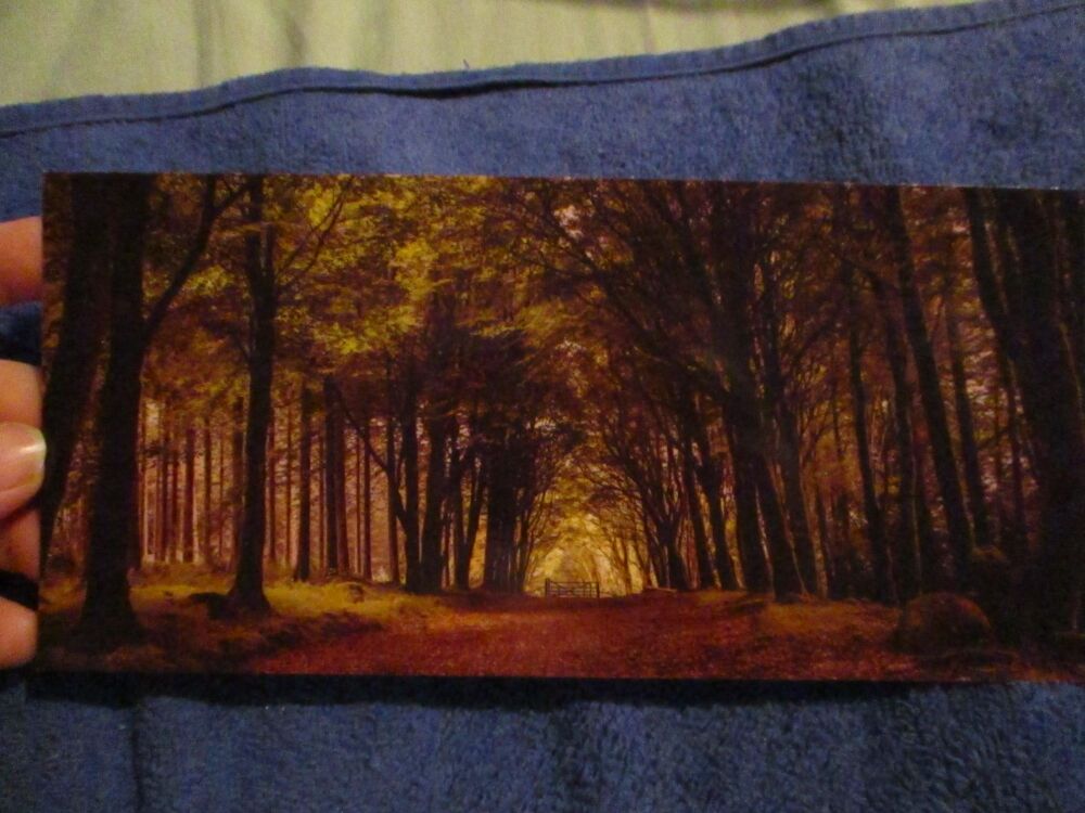Autumn Colours (Bellever Forest) Postcard - Professional Print - DL Size. By Goblin Dreams