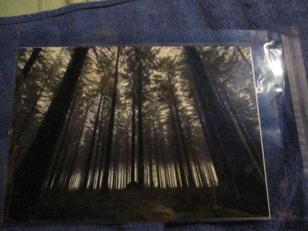 Eerie Trees (Bellever Forest, Dartmoor) - Professional Print - A5 Size. By Goblin Dreams