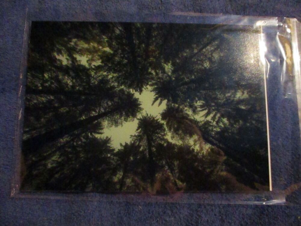 Looking up at the trees (Canopy, Dartmoor) - Professional Print - A5 Size. By Goblin Dreams
