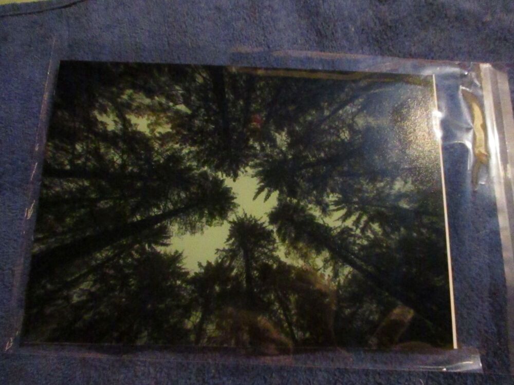 Looking up at the trees (Canopy, Dartmoor) - Professional Print - A5 Size. By Goblin Dreams