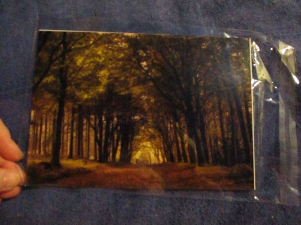 Autumn Colours (Bellever Forest) - Professional Print - A5 Size. By Goblin Dreams