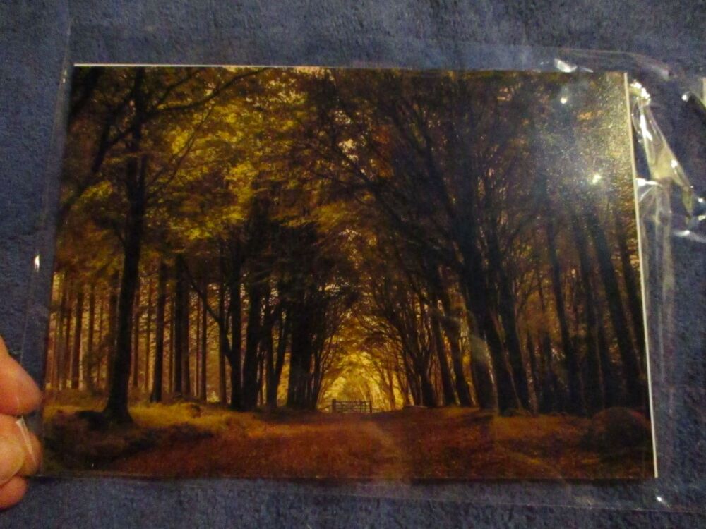 Autumn Colours (Bellever Forest) - Professional Print - A5 Size. By Goblin Dreams