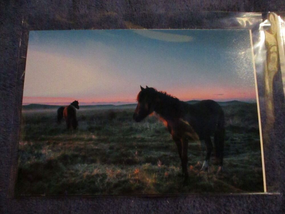 Ponies at Sunrise (Dartmoor) - Professional Print - A5 Size. By Goblin Dreams