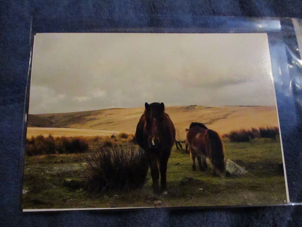 Ponies at Merrivale (Dartmoor) - Professional Print - A5 Size. By Goblin Dreams