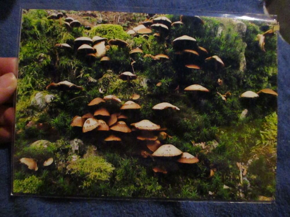 Mossy Fungus Hillside - Professional Print - A5 Size. By Goblin Dreams