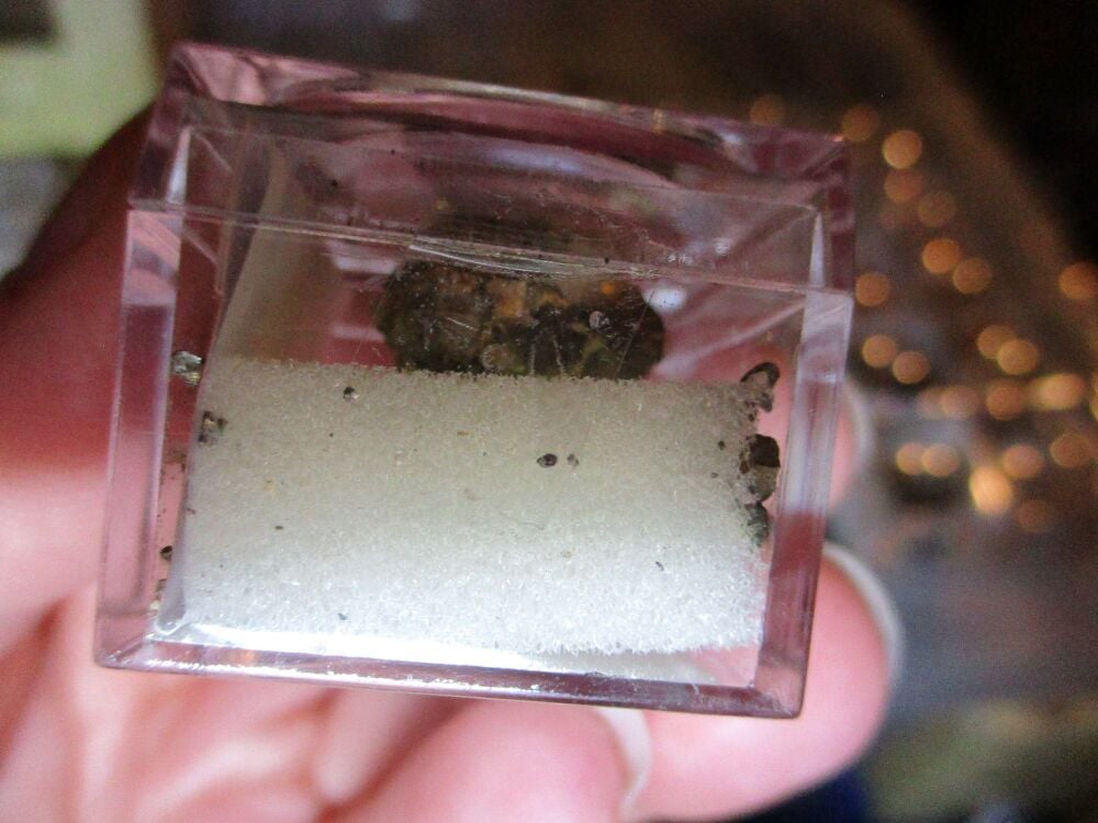 Pyrite Mineral/Gem Stone Fragment in Display Magnification Box