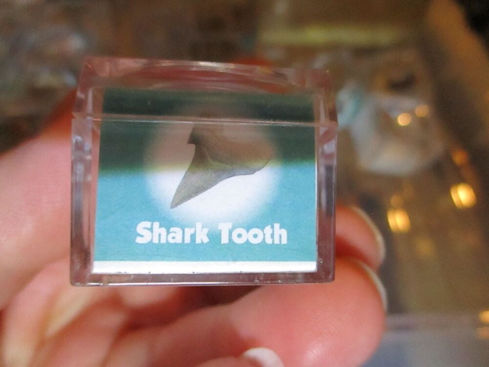 Shark Tooth Fossil Fragment in Display Magnification Box