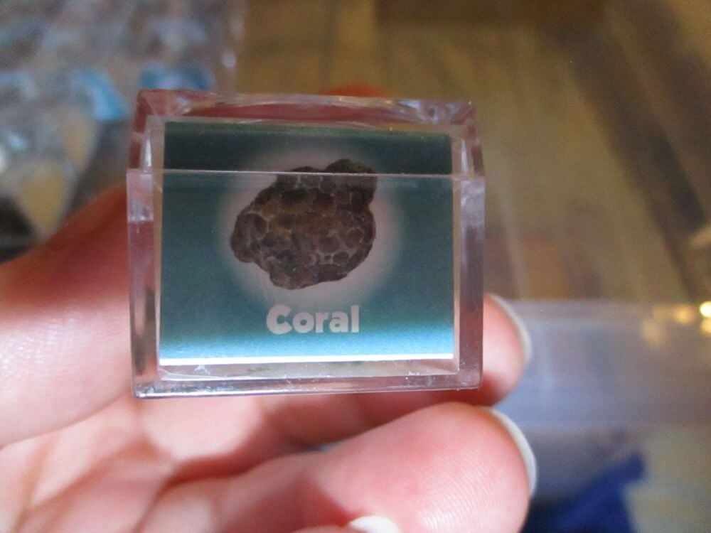 Coral Fossil Fragment in Display Magnification Box