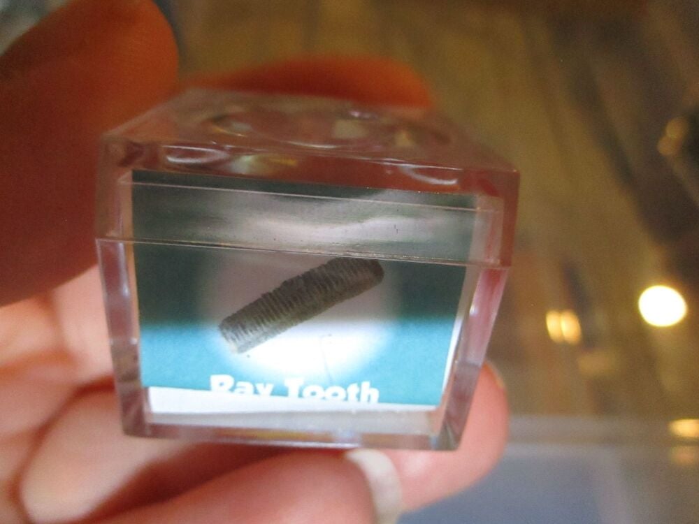 Ray Tooth Fossil Fragment in Display Magnification Box