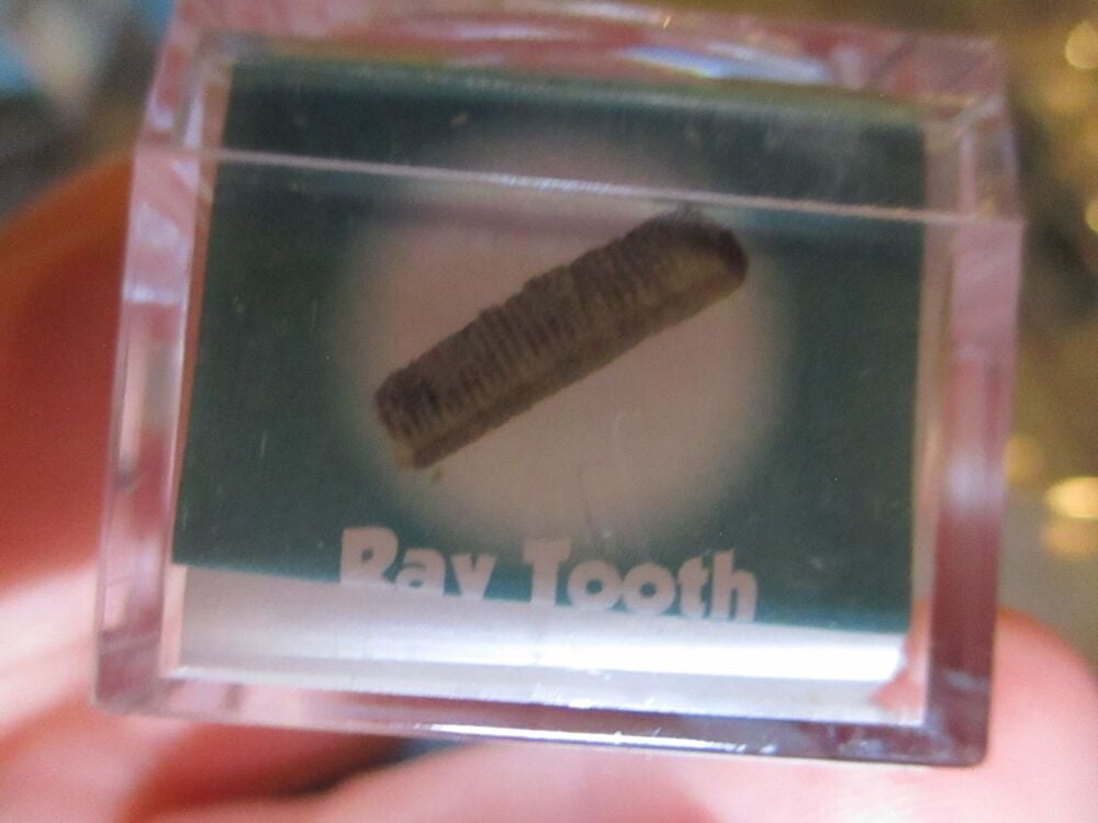 Ray Tooth Fossil Fragment in Display Magnification Box