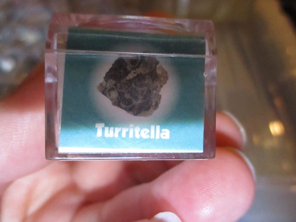 Turritella Fossil Fragment in Display Magnification Box