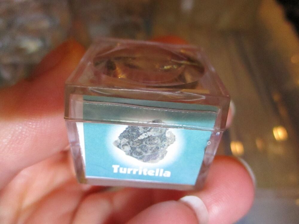 Turritella Fossil Fragment in Display Magnification Box