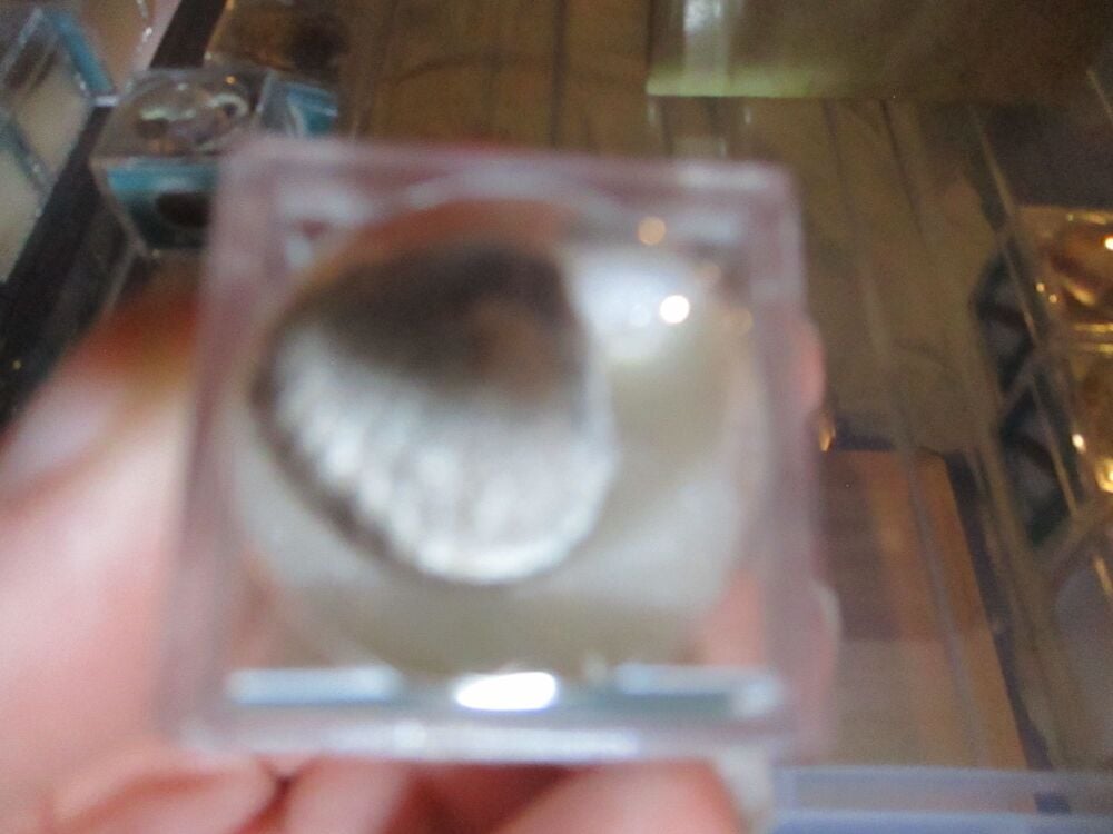 Bi-Valve Fossil Fragment in Display Magnification Box