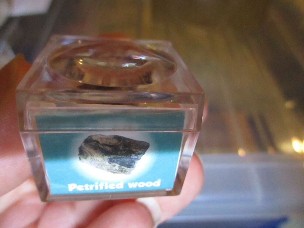 Petrified Wood Fossil Fragment in Display Magnification Box