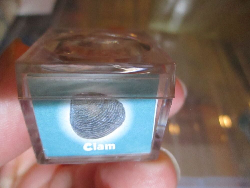 Clam Fossil Fragment in Display Magnification Box