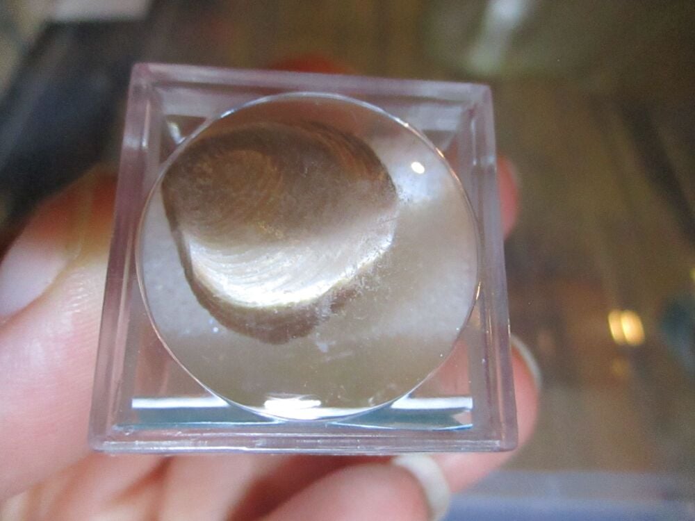 Clam Fossil Fragment in Display Magnification Box