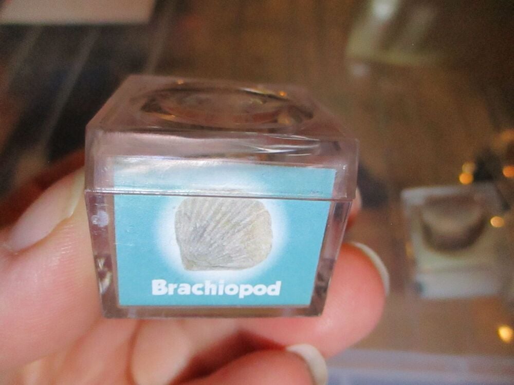 Brachiopod Fossil Fragment in Display Magnification Box