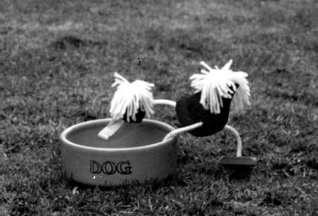 Dog Bowl 3