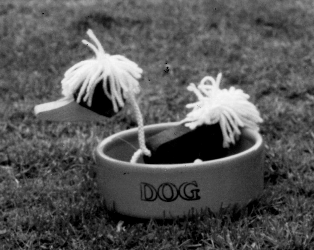 Dog Bowl 4