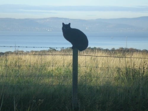 View from cottage