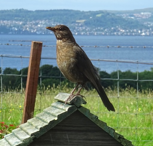 Mrs Blackbird