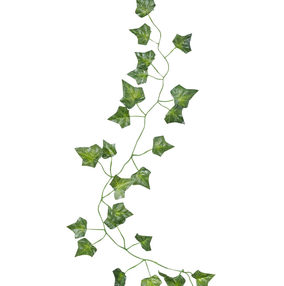 Ivy Vines - 5