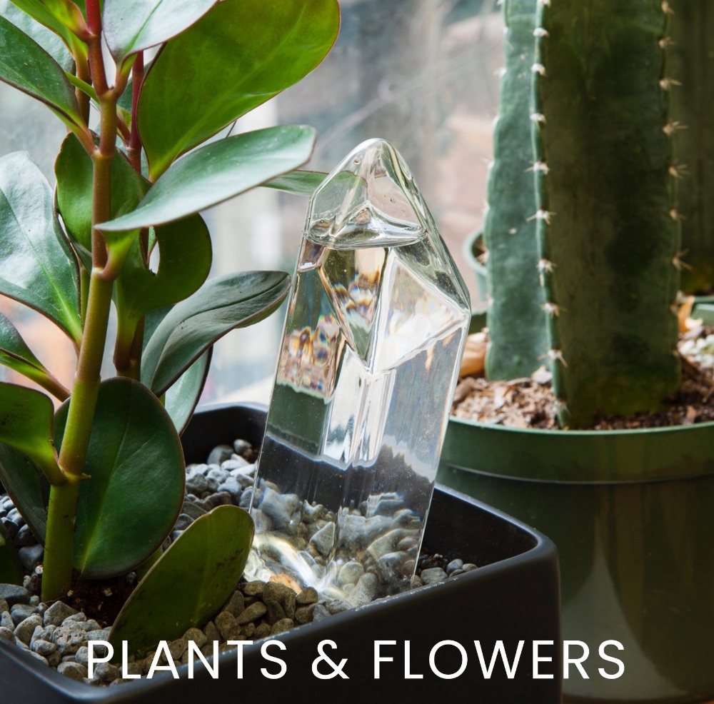 Plants & Flowers - Decorations